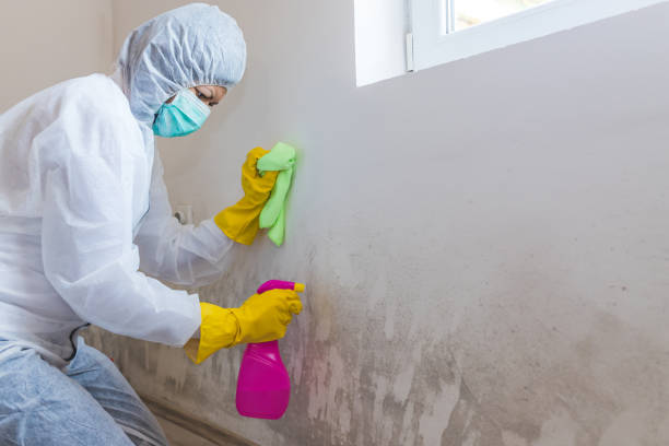 Mold Documentation for Insurance Claims